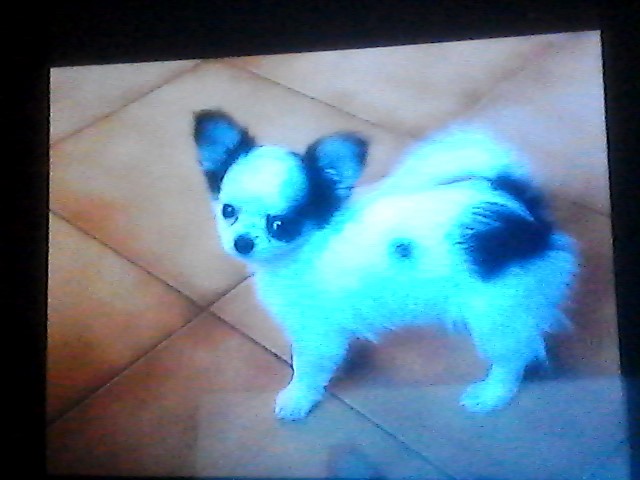 Magnifique chiot chichuahua