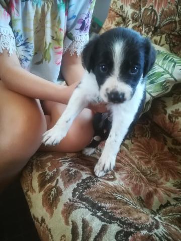 BORDER COLLIE A RESERVER