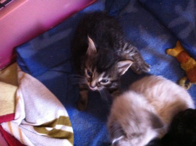 Chanton noir angora tigre