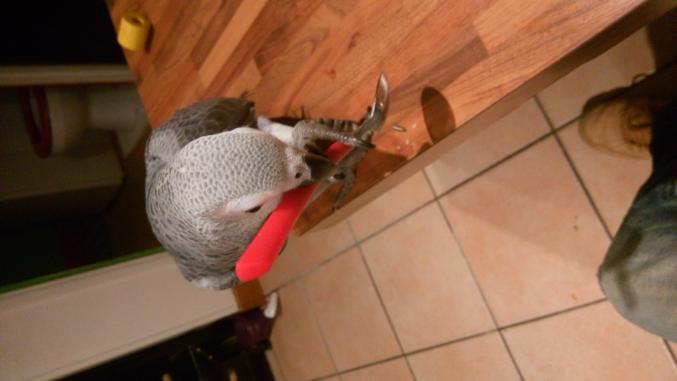 Perroquet gris du gabon 