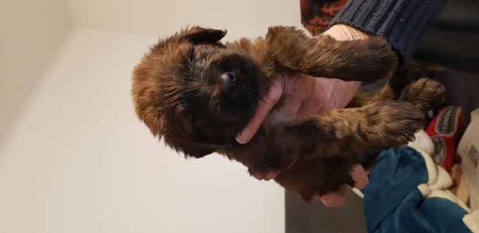 Chiots Briard fauve lof