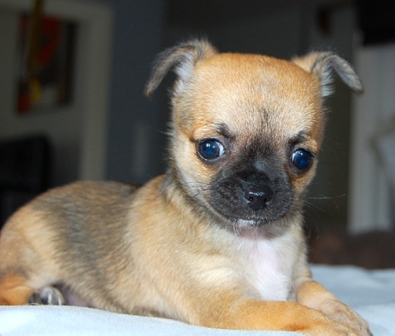 Magnifique chiot type femelle chihuahua a donner‏