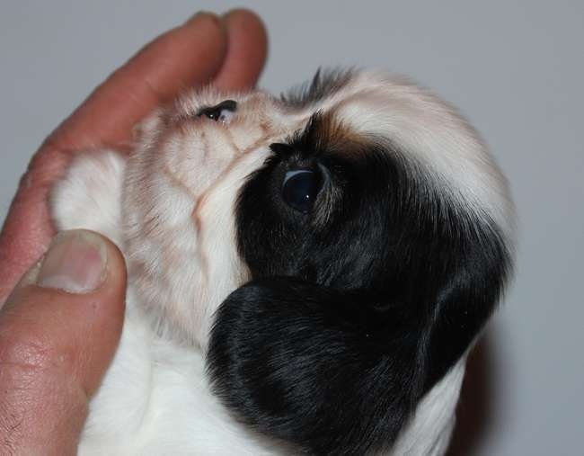 Adorables Chiots Cavaliers King Charles