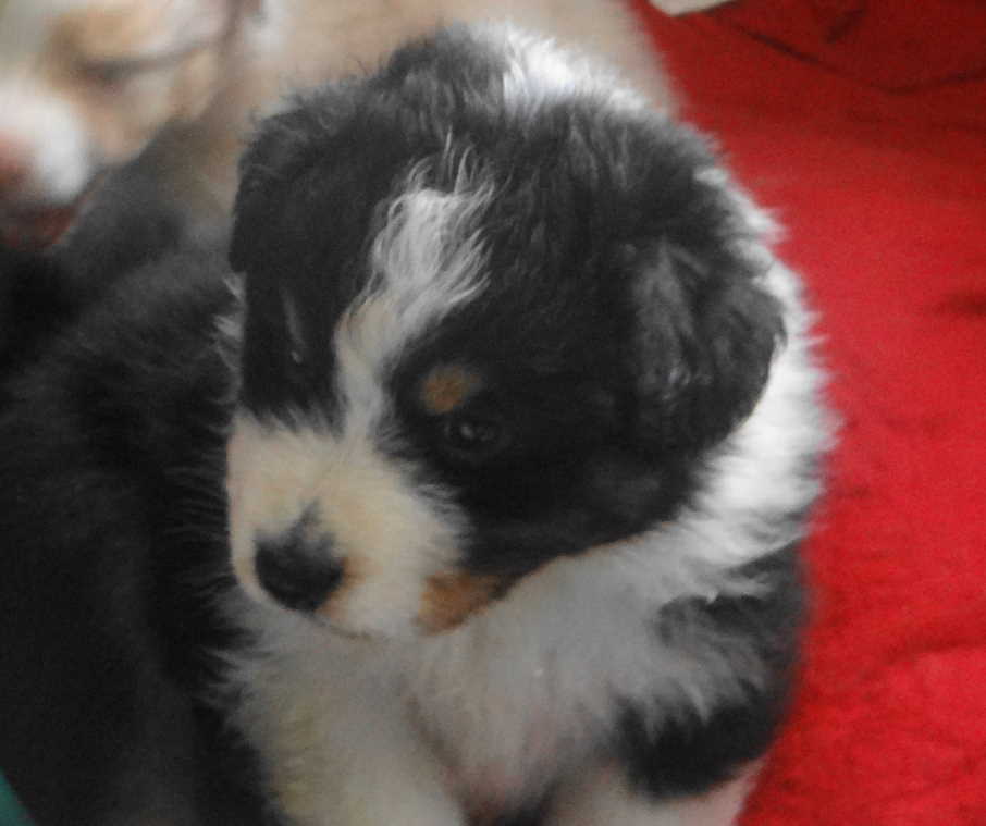 Superbe chiots berger australienLOF