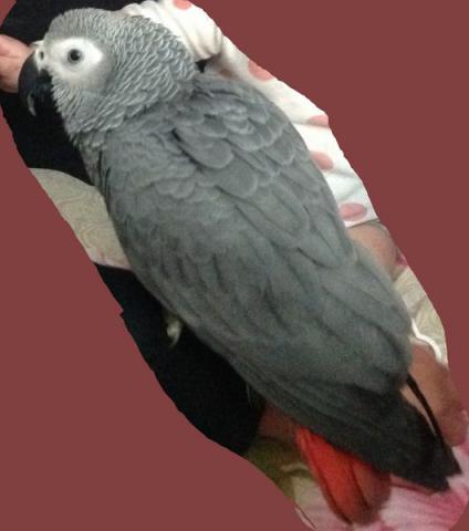 Perroquet gris du Gabon