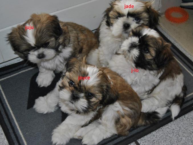 Chiots type shih tzu