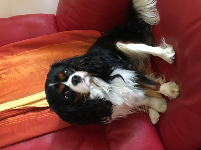 SAILLIE - CAVALIER KING CHARLES - LOF Confirmé