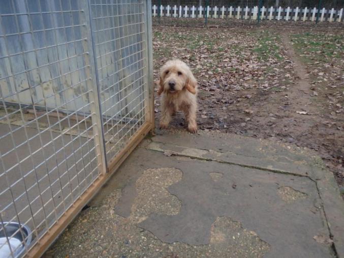 Basset fauve de bretagne
