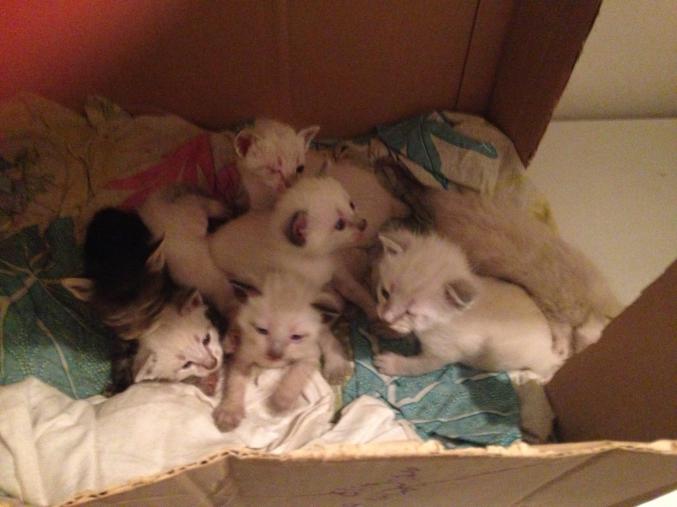 Donne chatons siamois/tigré