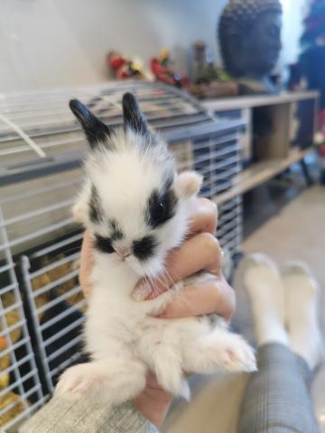 Bébé lapins nains