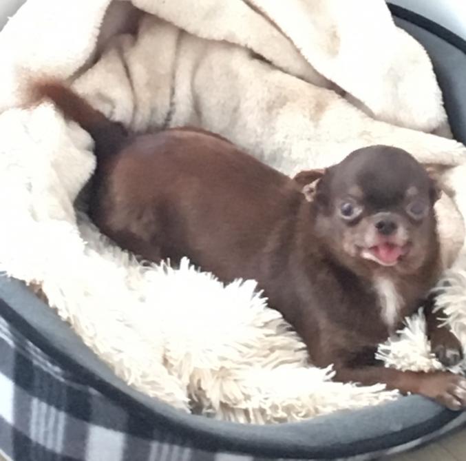 Chien type chihuahua 