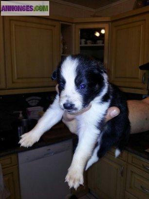 Chiots border collie