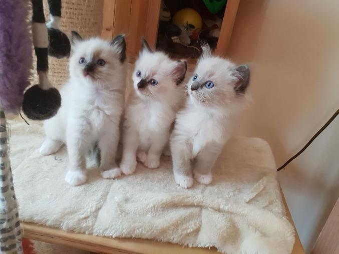 Des Chatons D'apparence Sacré De Birmanie