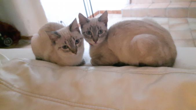 Urgent donne 2 chats femelle