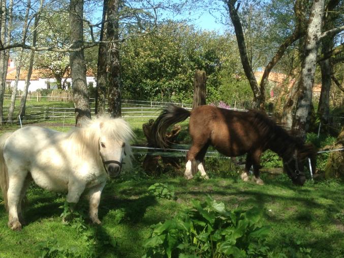 2 mini shetlands adultes 70 et 78 cm