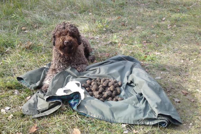 Magnifique portée de 8 petits Lagotto Romagnolo