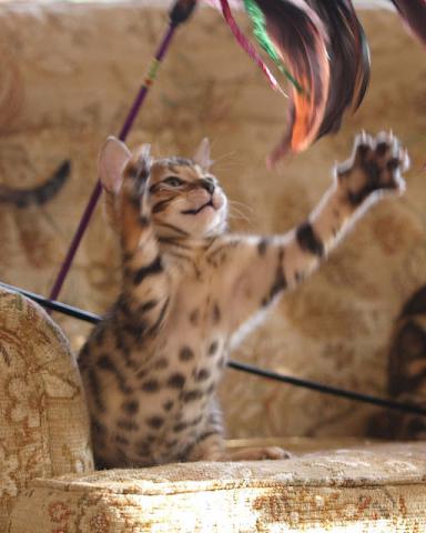 Magnifiques chatons de race bengal