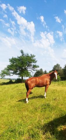 Pur Sang (négociable)