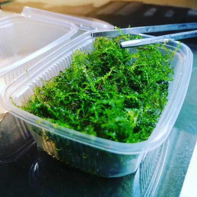 Mousse de java (plante pour aquarium)