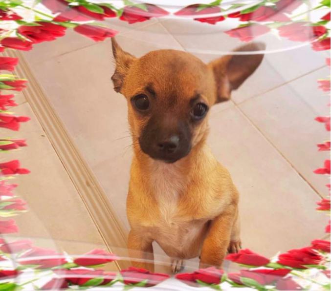 Mangnifique Chiots chihuahua