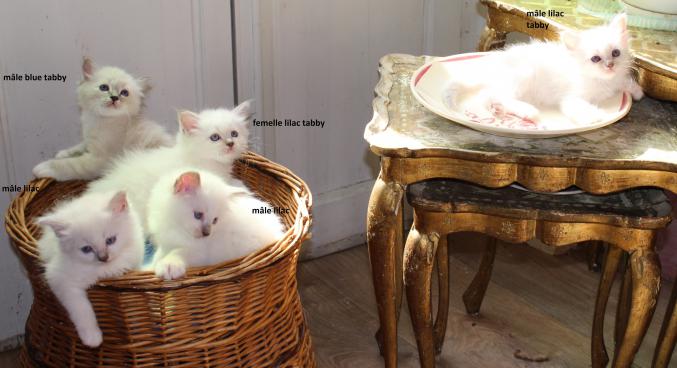 Chatons birmans LOOF