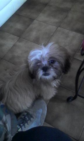 Chiot shih tzu
