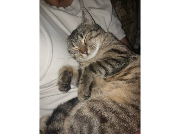 Donne chatte très caline