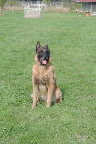Chiots malinois