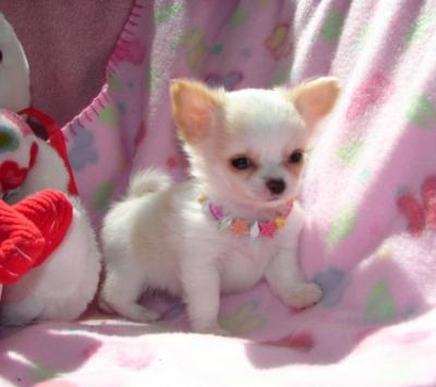 Disponible chiot chihuahua femelle et mâle inscrit au lof
