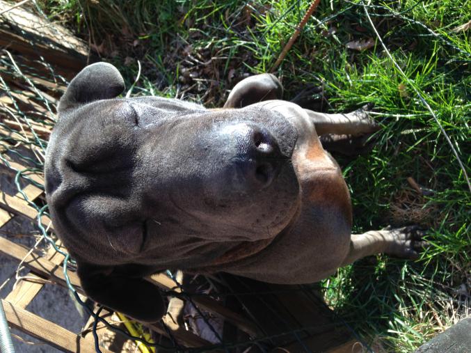 Croisée Sharpei cherche famille