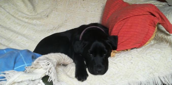 Chienne labrador noire