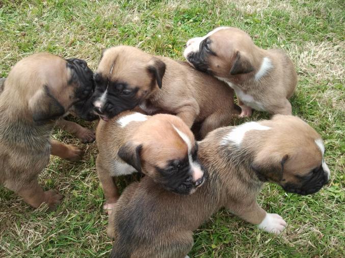 A réserver chiots boxer
