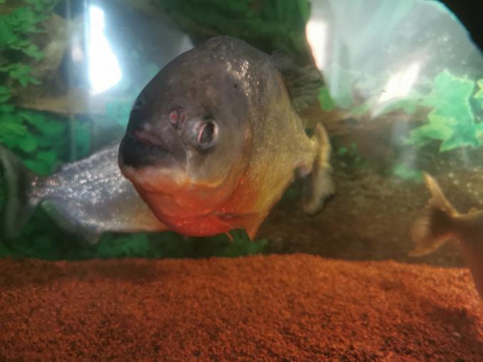 Piranhas Pygocentrus nattereri