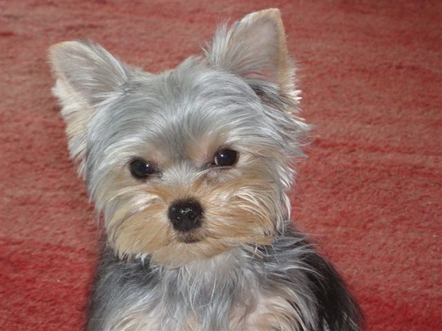 Chiots yorkshire terrier
