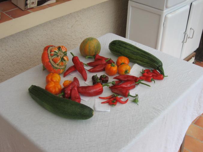 Graines tomates et potageres