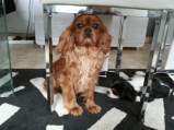 Chiots type cavalier king charles