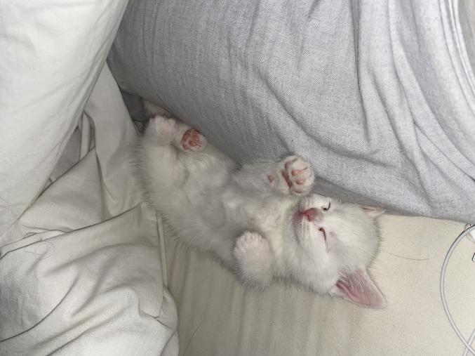 Chaton persan croisé 