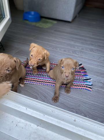 Chiot femelle 3 mois 