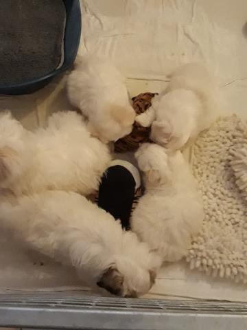 Coton de Tulear LOF recherche nouvelle famille 