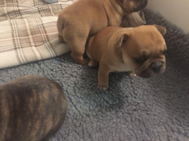 2 magnifiques chiots bouledogue Français