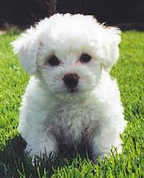 Bichons Frisé