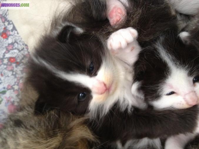 Chaton types croisées Maune Coon