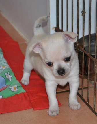Adorable couple male et femelle type chihuahua  
