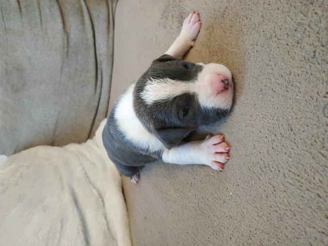 Chiots Américaine Staff