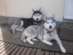 7 chiots type husky non lof