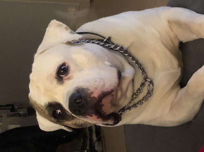 Bouledogue américain