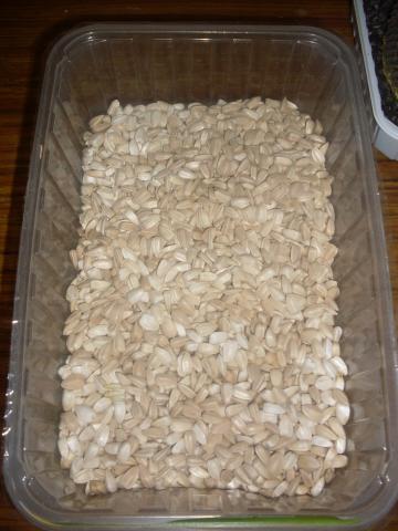 Graines de tournesol  jaune