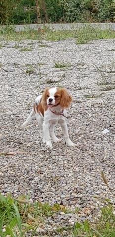 Cavalier king charles chiot 8mois