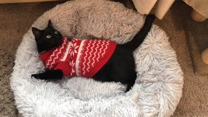 Coussin pour chien/chat