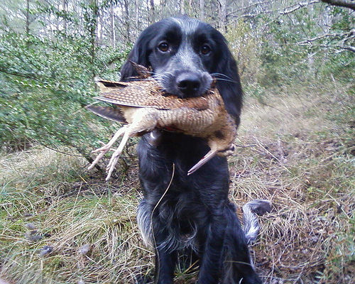 A réserver chiots epagneuls bleus de Picardie LOF